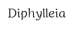 Diphylleia